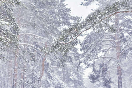 Christmas snowfall in pine forest. winter landscape close-up. soft blur background.