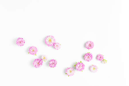 beautiful composition of fresh aster flowers on a white background. top view, copy space.