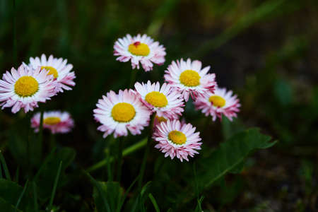 beautiful flowers of pink and white daisies in the green grass of the garden. background with soft...