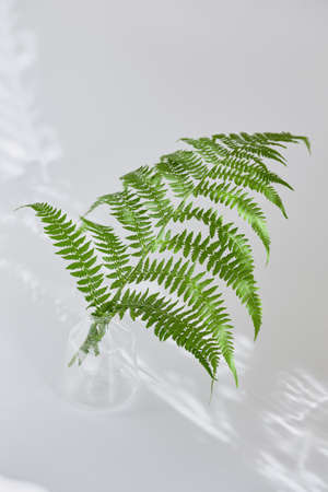 green branch of fern in a transparent vase on a light background. leaf shadow on gray surface....