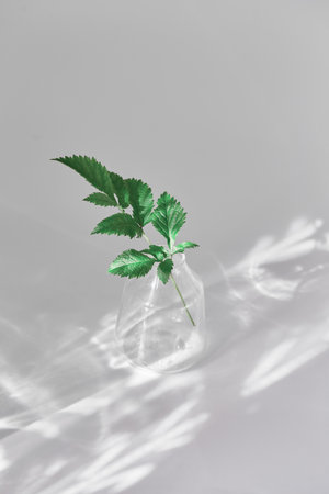 a small fresh sprig of green in a transparent vase. sun rays falling on light gray background, minimalistic composition. vertical frameの写真素材