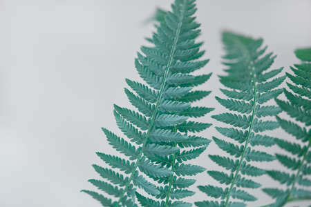 green beautiful branch of fern close-up on a gray background. soft focus, copy space