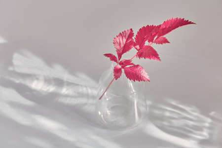 beautiful pink twig in a vase on a light background. aesthetic shadows on a gray background. minimalistic composition.の写真素材
