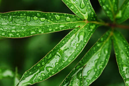 large drop of water in the form of a transparent ball on a green leaf close-up. beautiful natural...