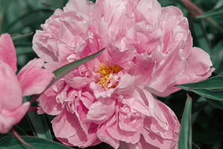 beautiful large peony flower close-up top view. flower of unreal pink color. greeting card concept.