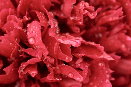 red peonies close-up background. beautiful flower background texture. garden after the rain, soft focus.の写真素材