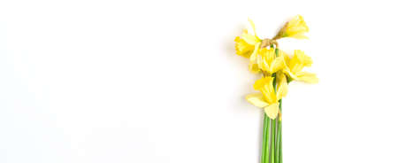 beautiful minimalistic bouquet of spring flowers on a white background. long festive banner. Easter...