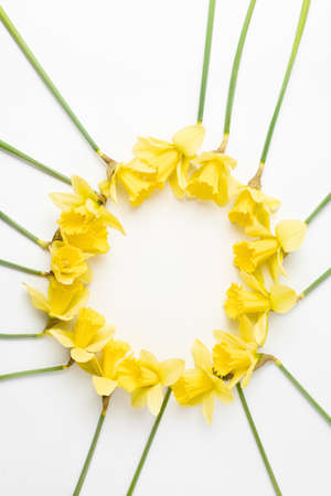 floral spring concept. festive round frame of spring fresh yellow narcissus flowers on white background. simple flat lay, easter card, copy space.の写真素材