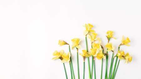 long floral banner. beautiful bouquet of fresh daffodils of yellow color on a white background. simple holiday spring greeting card, invitation card. space for text, minimalistic composition.の写真素材