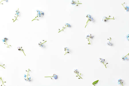 blue forget-me-not flowers on a white background. simple flat layout.の写真素材