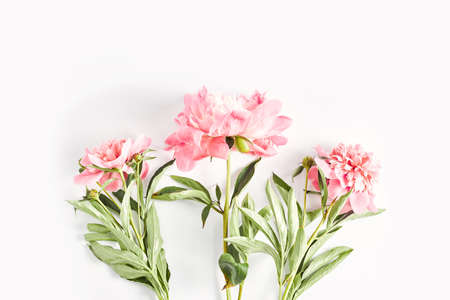 summer floral. minimalistic bouquet of pink peonies on a white background. flat lay, top view.の写真素材