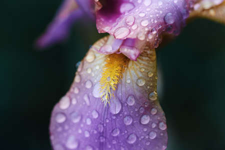 delicate pink iris flower, decorated with raindrops. macro photography of a plant in a spring garden. selective soft focus.の写真素材