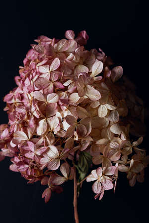 beautiful large dry hydrangea flower on a dark background close-up. shabby chic, rustic style. simple flat composition.の写真素材