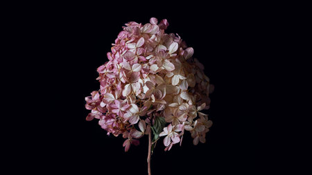 floral banner. dry hydrangea flower on a dark background close-up. rustic style. top view, copy space.の写真素材