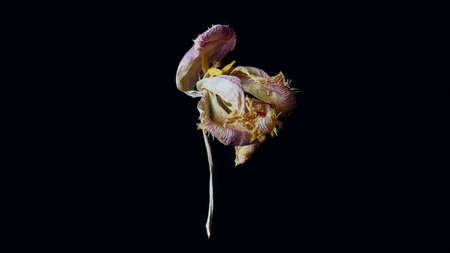 floral long banner. beautiful dried tulip flower on a dark background. simple flat lay with place for text.の写真素材