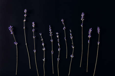simple composition with lavender in a low key. dried flowers on a black background. flat lay, top view.の写真素材