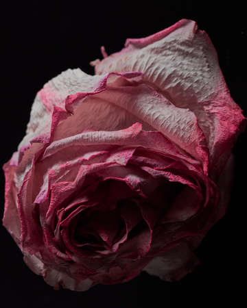 beautiful dried pink rose on a dark background close-up. shabby chic style, simple flat lay, vertical frame.の写真素材