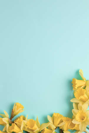 frame of yellow flowers on a blue background. beautiful spring flowers of daffodils. simple holiday layout with place for text. flat lay, top view.の写真素材
