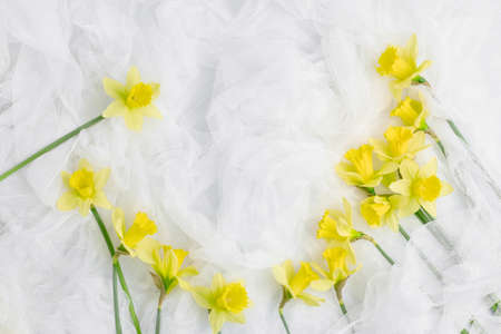 floral concept. spring yellow flowers in the form of a frame on a white tulle fabric. simple flat...