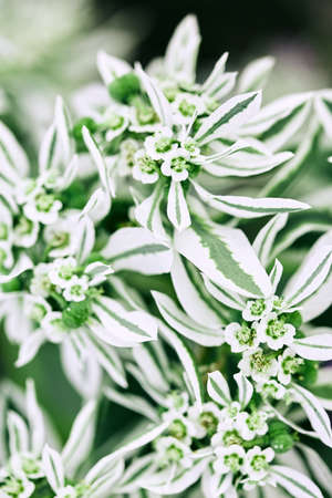 beautiful plant in a summer garden close-up. flowers of white and green on a blurred background. selective focus, soft bokeh.の写真素材
