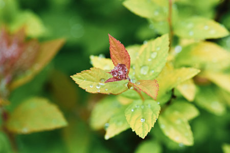 beautiful yellow-red foliage on bush twigs in water drops after rain close-up. natural autumn background. selective focus.の写真素材