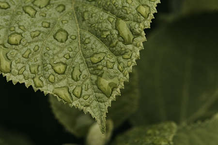 carved green leaf in large drops of rain in the summer garden. macro photography with selective...