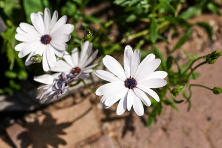 white flowers in the summer garden close-up. green leaves in a blurred background. shadows from...
