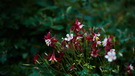 floral natural panoramic banner. beautiful dark red flowers of aquilegia on a bright emerald green background. colorful summer blooming garden at dusk, copy space.の写真素材