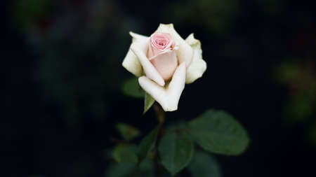 floral natural panoramic banner. rose flowers pink color on a blurred dark green background. moody floral, summer garden, copy space.の写真素材