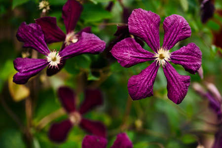 purple flower close-up on a blurred green background. summer floral background, selective focus.の写真素材