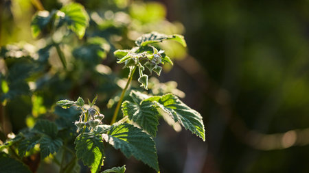 panoramic nature banner. blooming raspberry bush in the garden on a blurred green background with...