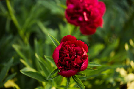 beautiful red peony flowers on a background of dark green foliage. summer garden in the rays of the setting sun. nature backdrop, copy space.の写真素材