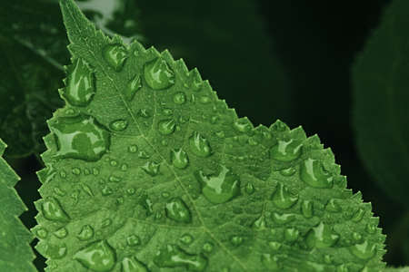 large carved green leaf in drops of rain in a spring garden. macro photography with selective focus....