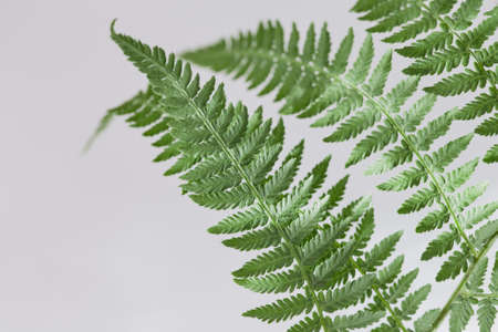 green beautiful branch of fern close-up on a gray background. blurry focus.の写真素材