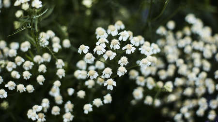 floral natural panoramic banner. beautiful small white flowers on a background of green foliage...