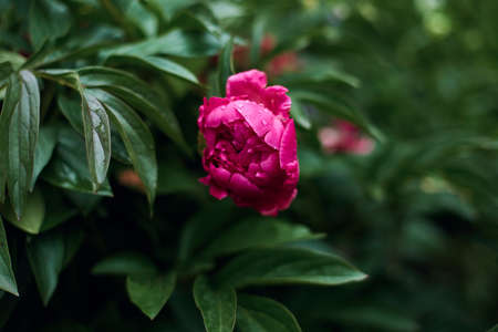 beautiful bright pink peony flower on a background of emerald green leaves. summer blooming garden at dusk, copy space.の写真素材