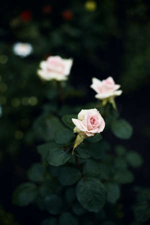 beautiful pale pink flowers of roses surrounded by emerald green foliage on a blurred background. summer garden at dusk, moody floral, selective background.の写真素材