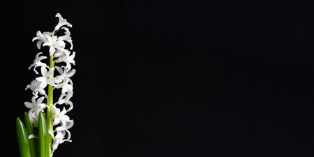 beautiful white hyacinth flower on a black background close-up. panoramic floral banner with place for text.の写真素材