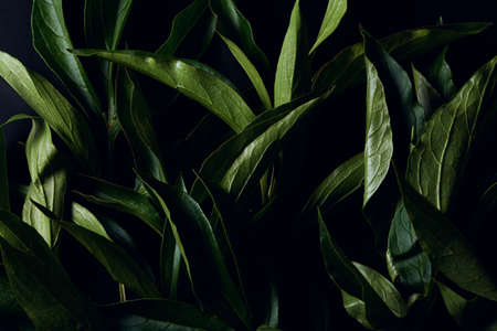 green foliage of flowers on a dark background close-up. floral arrangement in a dark key. texture of...