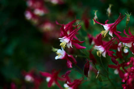 beautiful dark red flowers of aquilegia on a bright emerald green background. colorful summer blooming garden at dusk, copy space.の写真素材