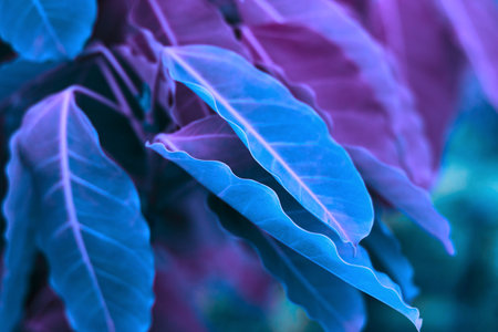 Tropical leaves in vibrant bold gradient holographic colors. Large leaves of tropical plants of bright blue and pink color close-up with selective focus.の写真素材