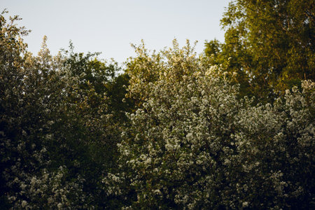 beautiful blooming garden at sunrise. park during spring blooming. background with soft focusの写真素材