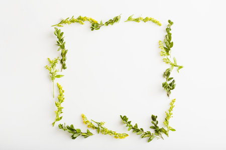 flowers square composition. yellow flowers and green leaves on white background. spring,summer concept. flat lay, top view, copy spaceの写真素材