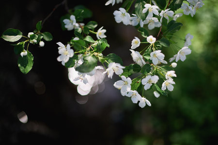 spring blossom background. Springtime blurred background. branches of blossoming apple macro with soft focus. spring greeting cards with copy spaceの写真素材