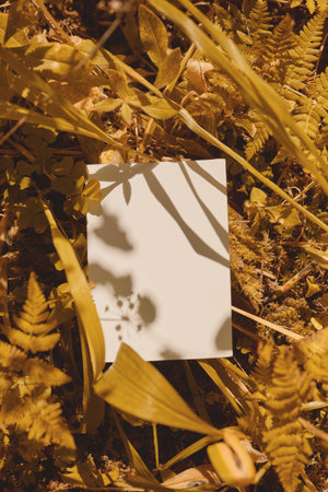 white blank leaf in autumn foliage backlit by hard light. shadows falling on a sheet of paper. autumn layout with place forの写真素材