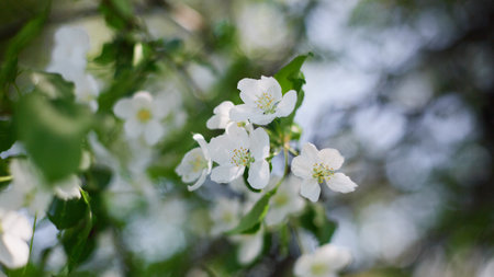 beautiful floral spring panoramic banner of nature. spring blossom background. Springtime blurred...