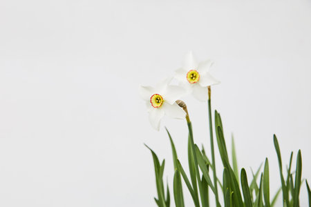 spring floral mockup for advertising with space for text. a group of white spring flowers on a white background close-up. Narcissus flowers are whiteの写真素材