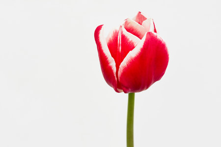 red tulip flower closeup on a white background. natural spring background with place for textの写真素材