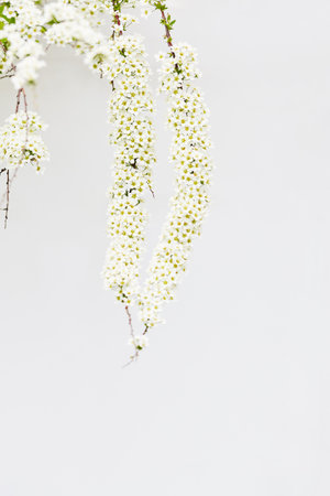 beautiful branches of a flowering bush close-up on a white background. natural holiday background with place for textの写真素材