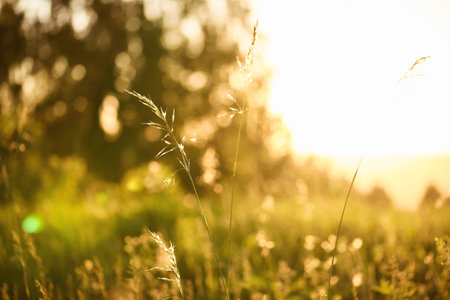 colorful forest meadow in the warm rays of the setting sun. natural blurred background with selective focusの写真素材